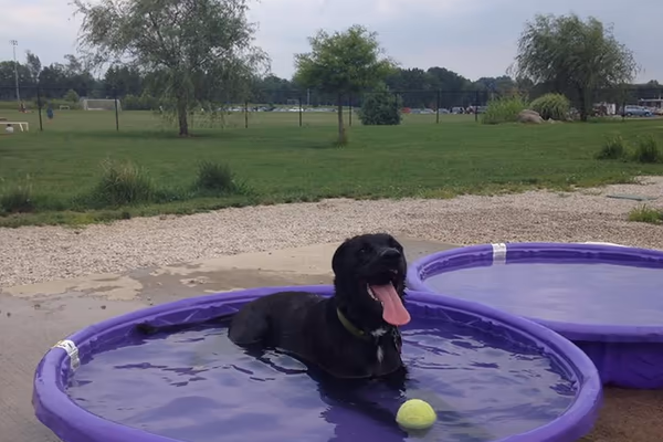 Dog Park at Karst Farm Park photo 2